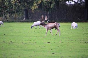 um close-up de um gamo na zona rural de cheshire foto