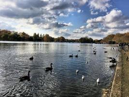 uma visão de alguns pássaros em um lago em londres foto