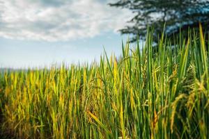 arroz e campos de arroz na zona rural foto