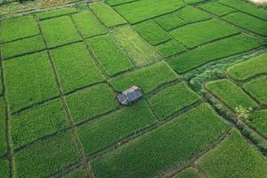 arroz e campos de arroz na zona rural foto
