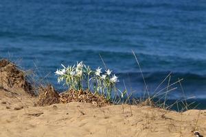 plantas verdes e flores nas margens do mar mediterrâneo no norte de israel. foto