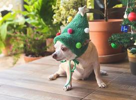 cão chihuahua de cabelo curto usando chapéu de árvore de natal sentado e olhando para longe, fundo verde do jardim. foto