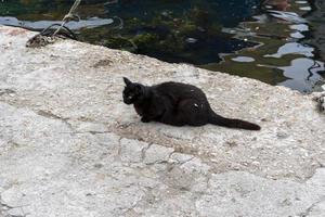 retrato de um gato preto em um cais do mar foto