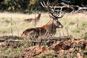 um close-up de um veado vermelho na zona rural de cheshire foto