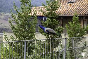 pavão azul livre em uma vila foto