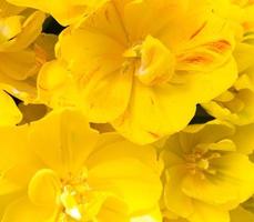 fundo de tulipas amarelas abertas com folhas verdes, grande formato foto