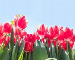 lindas tulipas vermelhas contra um céu azul claro. primavera. fundo floral. foco seletivo. lugar para texto foto