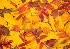 lindo fundo de outono de folhas coloridas e brilhantes. natureza outono temporada foto