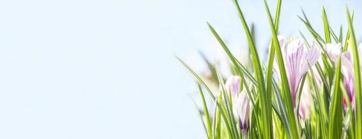 flores da primavera açafrões nos raios do sol sobre um fundo azul. banner com espaço de cópia. foto