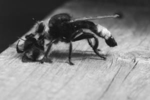 mosca de assassinato amarela ou mosca de ladrão como imagem em preto e branco com uma abelha como presa foto