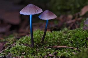 dois cogumelos pequenos de filigrana em musgo com ponto de luz na floresta. chão da floresta foto