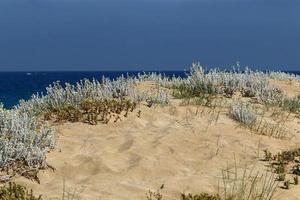 plantas verdes e flores nas margens do mar mediterrâneo no norte de israel. foto