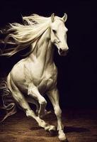 ilustração de um cavalo majestoso. retrato detalhado. foto