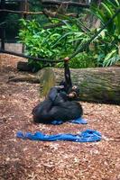 mãe e filho chimpanzé brincando foto