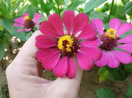 bela foto de flor de zinnia elegans adequada para fixação de artigos