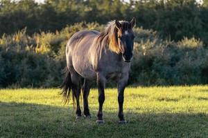 cavalos selvagens nos campos em wassenaar na holanda. foto