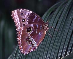 mariposa tropical rabo de andorinha em uma folha foto