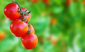 crescimento de plantas de tomates vermelhos maduros frescos no jardim orgânico foto