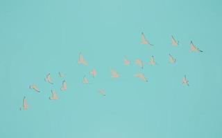 3d renderização de pássaros voadores revoam silhuetas na parede cortadas de fundo. contorno de pombo. símbolo da liberdade. foto