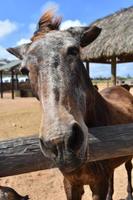 olhando diretamente para o rosto de um velho cavalo marrom foto