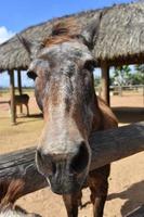 olhar deslumbrante no rosto de um cavalo velho foto