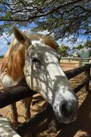 lindo cavalo cinza na luz do sol manchada debaixo de uma árvore foto