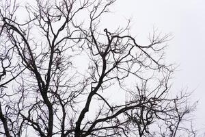 galhos sem folhas de árvores de inverno do parque foto