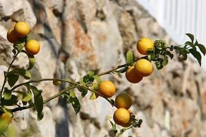 rica colheita de frutas cítricas em árvores em um parque da cidade em israel. foto