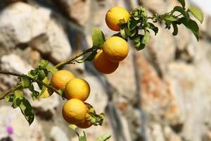 rica colheita de frutas cítricas em árvores em um parque da cidade em israel. foto