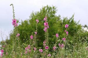 flores de malva brilhante em um parque da cidade em israel. foto