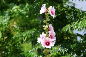 flores de malva brilhante em um parque da cidade em israel. foto