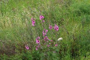 flores de malva brilhante em um parque da cidade em israel. foto