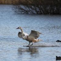 uma visão de um cisne mudo foto