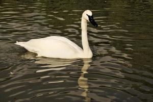 uma visão de um cisne trompetista foto