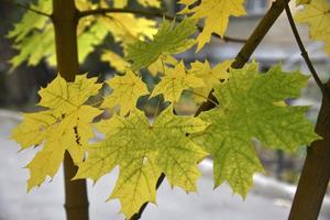 bela árvore de bordo verde-amarelo deixa close-up nos galhos. foto