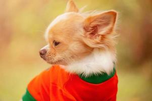 um cão da raça chihuahua é de cor branca. cachorro com roupas laranja e verdes. foto