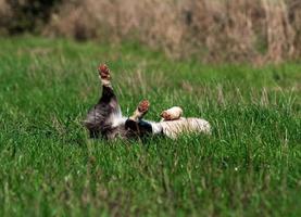 cachorro corgi brincando em um campo de girassóis amarelos foto