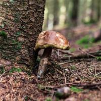 cogumelos porcini. colheita da floresta de outono. foto