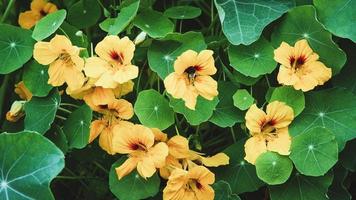 planta capuchinha com flores amarelas, tropaeolum majus no jardim foto