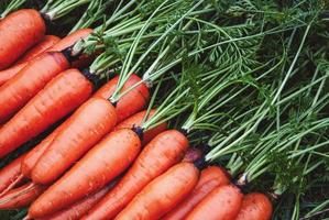 cenouras colhidas na horta orgânica, cenoura caseira em uma fileira closeup foto