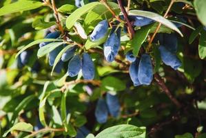 madressilva azul - bagas de haskap crescendo no jardim, lonicera caerulea ao sol foto
