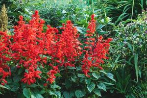 salvia splendens vista flores vermelhas vistosas no jardim, sálvia escarlate florescendo no canteiro de flores foto