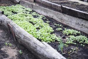 mudas de sinapis alba no canteiro do jardim, plantas de mostarda branca crescendo como adubo verde e fertilizante foto