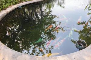 peixe koi na lagoa do jardim foto