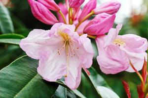 as flores cor-de-rosa brilhantes estão florescendo na primavera. foto