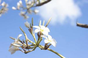 plumeria branca, frangipani ou flor de árvore do templo com luz solar no fundo do céu azul. foto