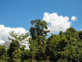 floresta verde no fundo do céu e nuvens brancas foto