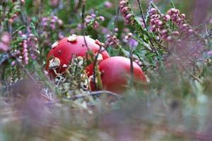 cogumelo venenoso em um campo de urze na floresta. cogumelo venenoso. boné vermelho, mancha branca foto