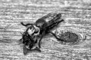 mosca de assassinato amarela ou mosca de ladrão como imagem em preto e branco com uma abelha como presa foto