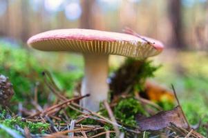 cogumelo venenoso, embaçado e sonhador, na grama da floresta. cogumelo venenoso. foto